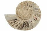 Massive, Daisy Flower Ammonite (Choffaticeras) - Madagascar #191267-1